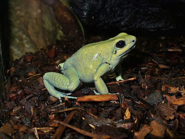 File:Green terribilis.jpg