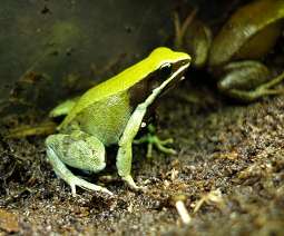File:Viridis02.jpg