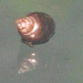 Thumbnail for version as of 01:08, October 16, 2011