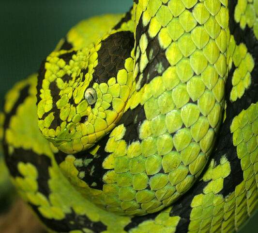 File:Yellow Blotched Palm Pitviper.jpg