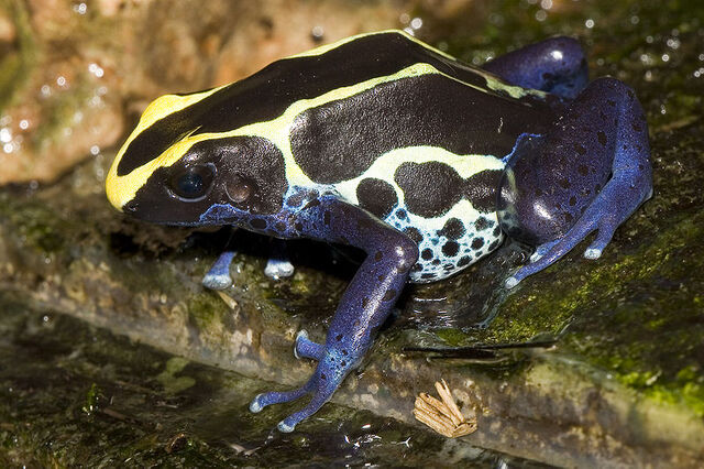 File:Dyeing poison dart frog.jpg