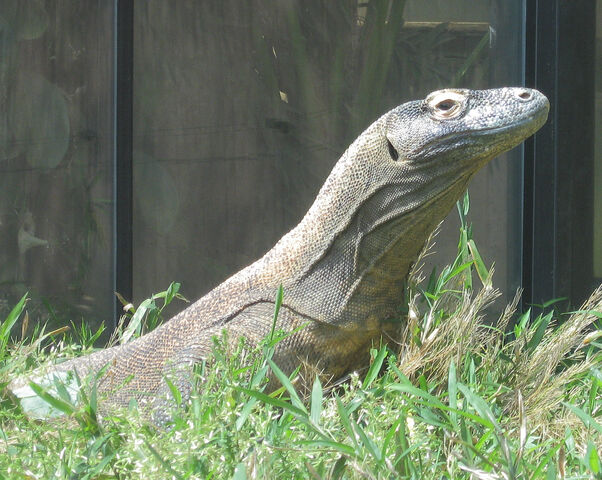 File:Komododragon2.jpg
