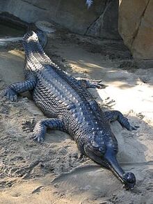250px-Gharial san diego