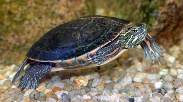 File:Chrysemys picta dorsalis (aka).jpg