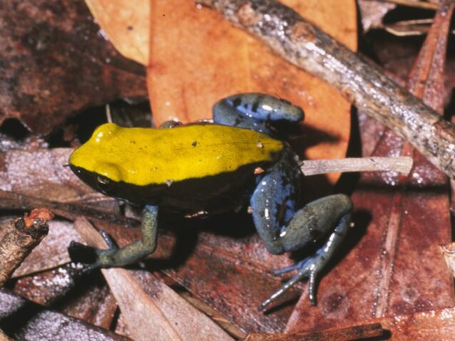 File:Expectata02.jpg