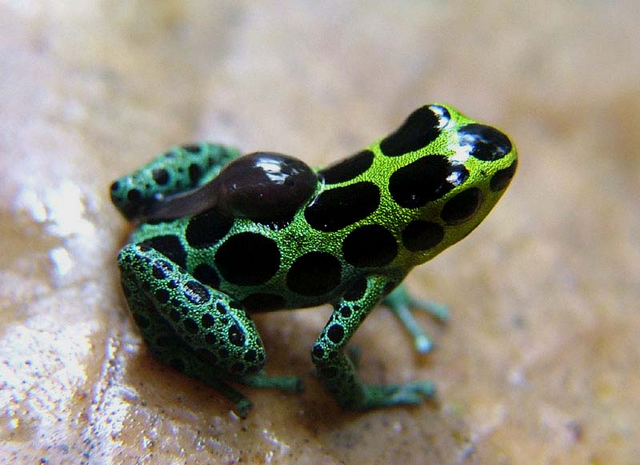 File:Tadpolepiggyback.png