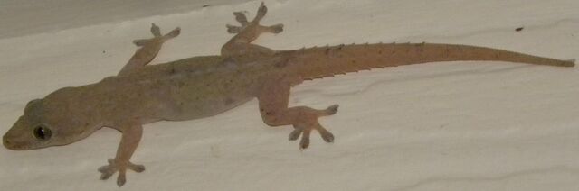 File:Common House Gecko.jpg