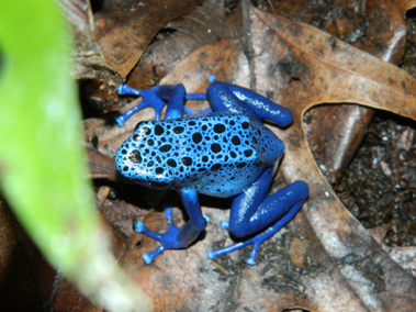 File:Azureus 2.png