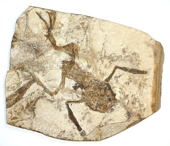 File:Frog fossil.jpg
