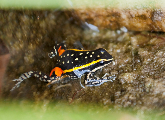 File:Lutz's poison dart frog.png