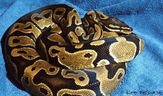 Python