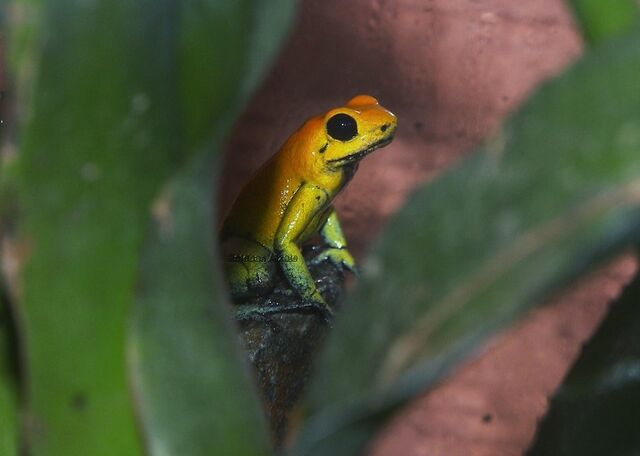 File:Golden Frog 20.jpg