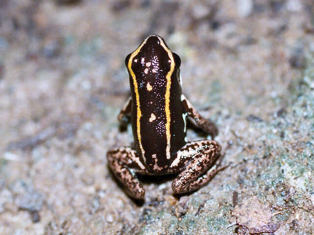 File:Phyllobates Lugubris 02.jpg