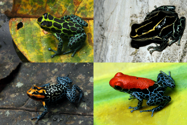 File:Ranitomeya.png