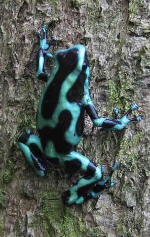 File:Dendrobates auratus El Cope wild.jpg