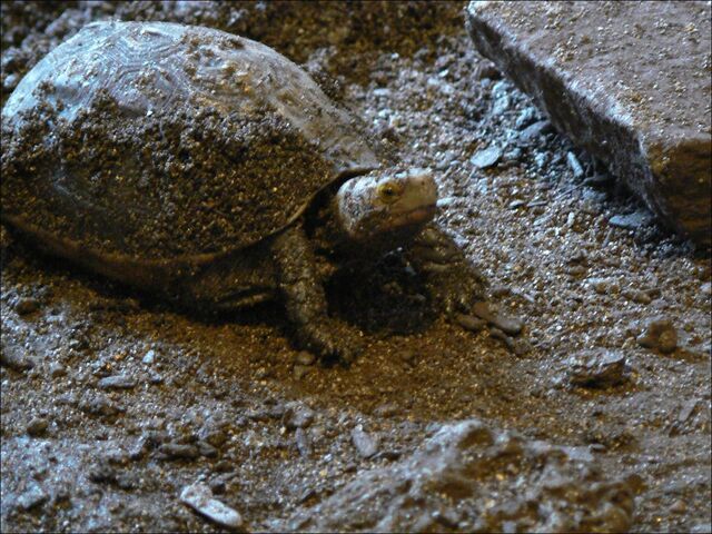 File:Cuoraflavomarginata dirty.jpg