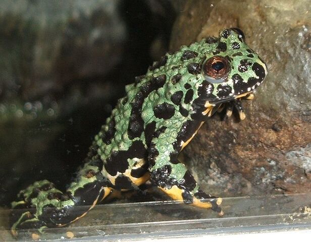 File:Oriental Firebelly.jpg