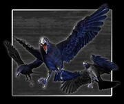 CLUB96 Crow