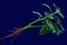 Green herb.jpg