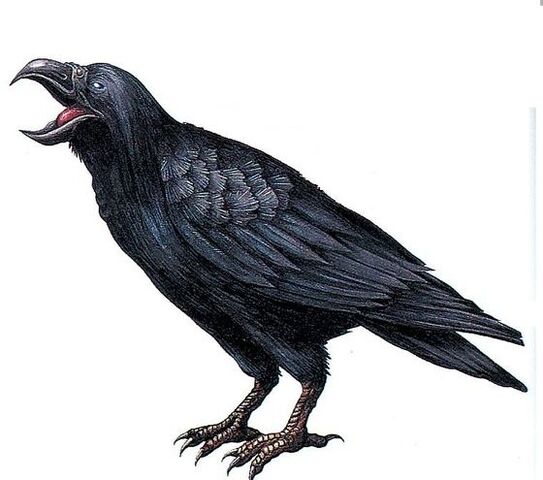 File:Art crow.jpg