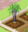 Unknown plant 1