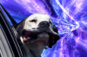 20130529-12523135-warpdogs6