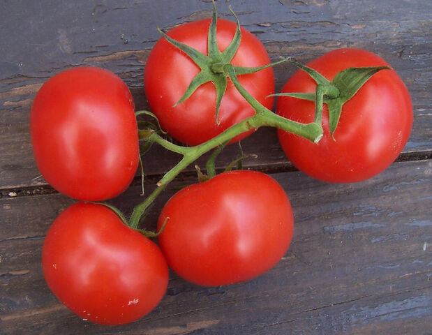 Datei:Tomaten.jpg