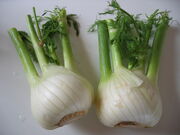 Fenchel.jpg