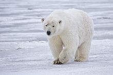 File:Polar Bear.jpg