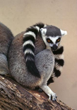 File:Wiki-Preview.png
