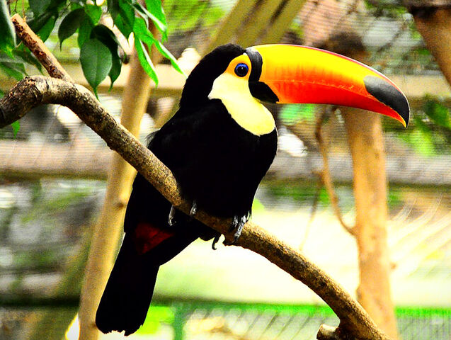 File:Toucan toco.jpg