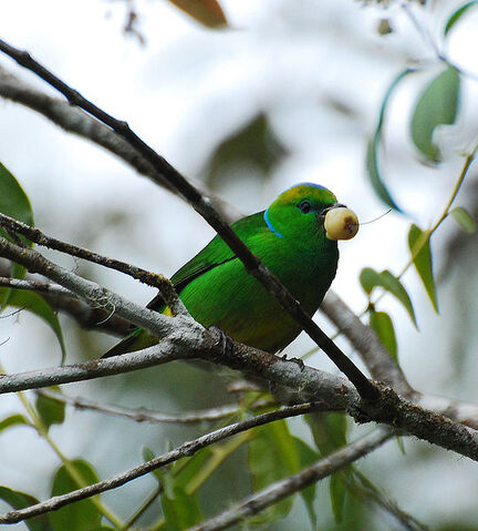 File:Golden-browed Chlorophonia.jpg
