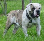 Brazilian bull dog 3