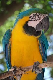 396px-Ara ararauna -Blue-and-yellow Macaw in a tree