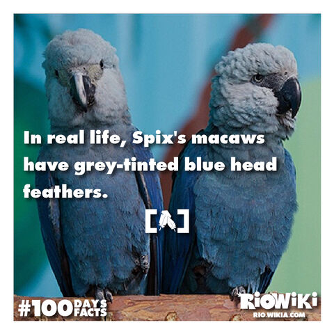 File:Rio-Wiki-100Days100Facts-059.jpg