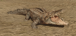 R2 Cr Alligator
