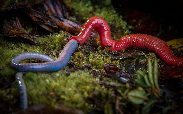File:Leech.jpg