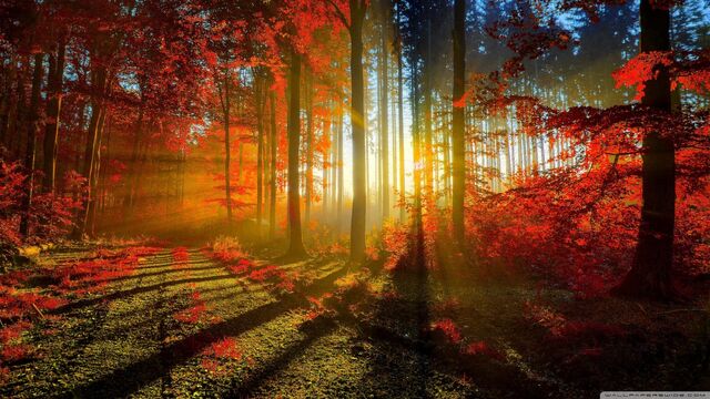 File:Red forest-wallpaper-1600x900.jpg