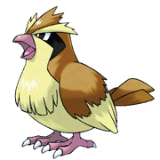 016Pidgey