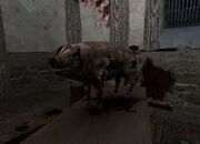 Piggeh