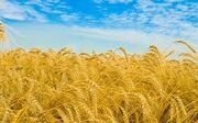 Wheat