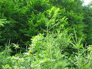 Pădure1