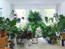 House plants