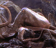 Tn giant octopus65