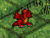 BabyRubyDragon