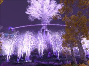 Emerald forest