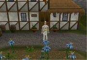 Yanille 2