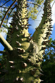 Floss-silk-tree-sharon-mau