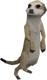 Meerkat
