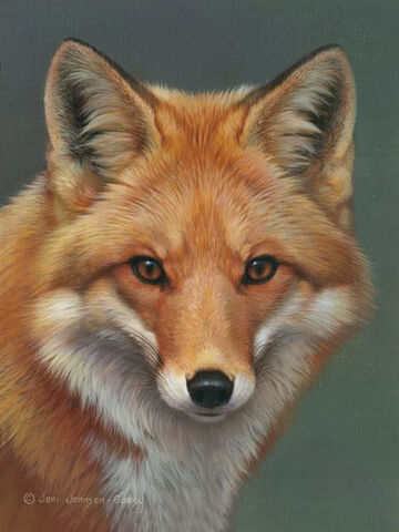 File:Red-fox.jpg